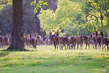Herd of red deer during rut in Autumn Fall with stags and harem