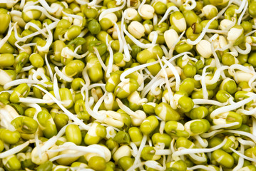 close up top view of sprouted green gram, golden gram seeds