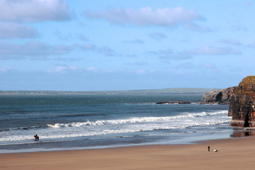 horses having a dip in the sea with dogs