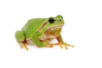Laubfrosch