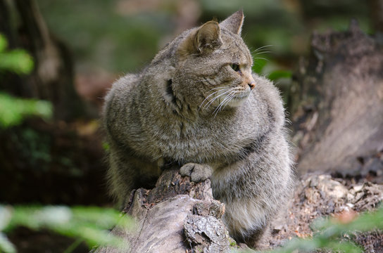 Europ&auml;ische Wildkatze, European Wildcat, Felis silvestris