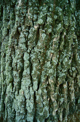 Cortex old tree close-up