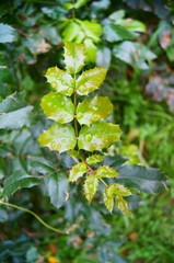 Beautiful branch in sheet