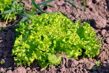 Salatfeld