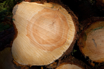 Timber log close up showing rings