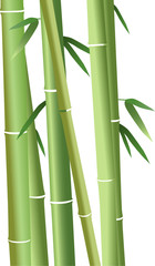 Fototapeta na wymiar Bamboo a vector it is isolated