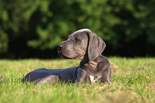 Deutsche Dogge