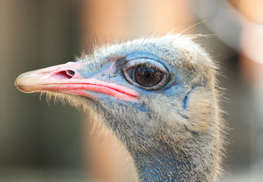 ostrich bird