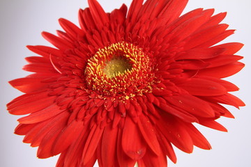 Red gerbera flower