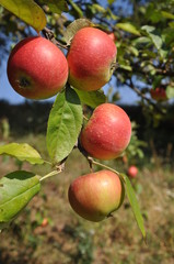 Ветка с яблоками.