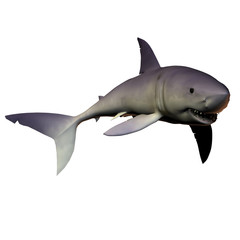 Fototapeta premium Mako Shark 01
