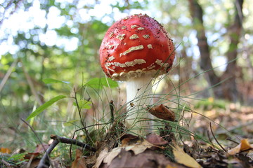 Fliegenpilz im Reinhardswald
