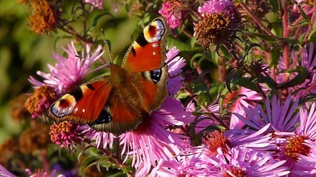 butterfly