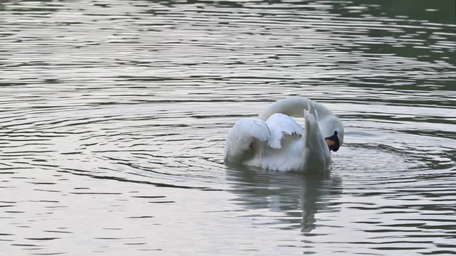 A swan having bath in pond