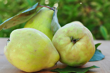 Quitten
