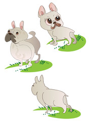 Three drawings of  French Bulldog