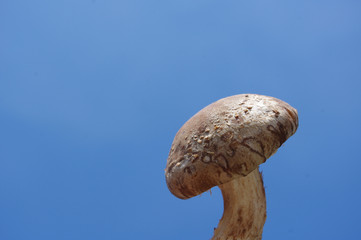 空に椎茸