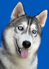 Portrait Siberian rideable husky