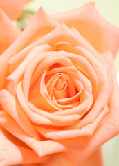 Fototapeta na wymiar close up of orange rose petals