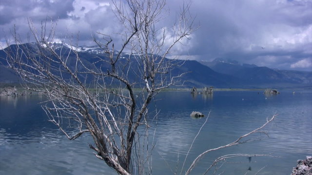 Mono Lake 25 Tree Loop