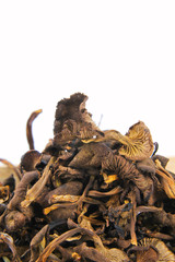 Dry mushrooms