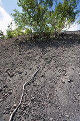 roots of tree in shallow volcanic soil