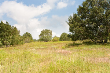 forest clearing on gentle slope of Etna