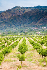 Fototapeta na wymiar tangerine trees orchard, Sicily