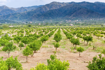 Fototapeta na wymiar tangerine orchard with mountains on background