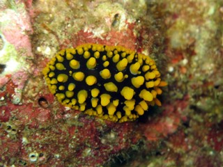 Nudibranch - Phyllidia ocellata