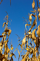 corn field © pergamepaper