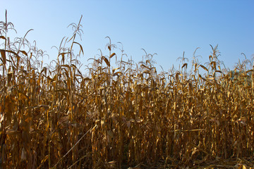 corn field © pergamepaper