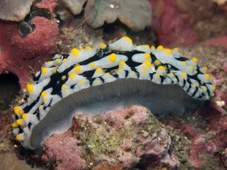 Varacose Wart Slug - Phyllidia varicosa