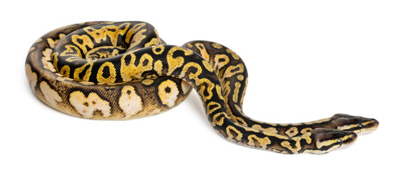 Fototapeta premium Male and female Pastel calico Royal Python, ball python