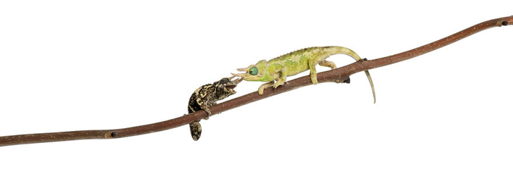 Mt. Meru Jackson's Chameleon - Chamaeleo jacksonii merumontanus