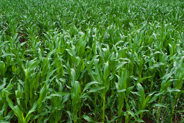 Maize field