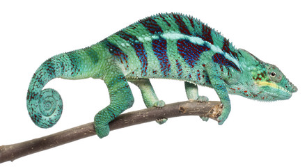 Panther Chameleon Nosy Be, Furcifer pardalis