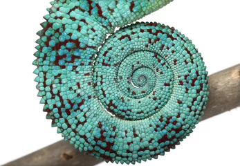Cercles muraux Caméléon Close-up de Panther Chameleon Nosy Be queue, Furcifer pardalis
