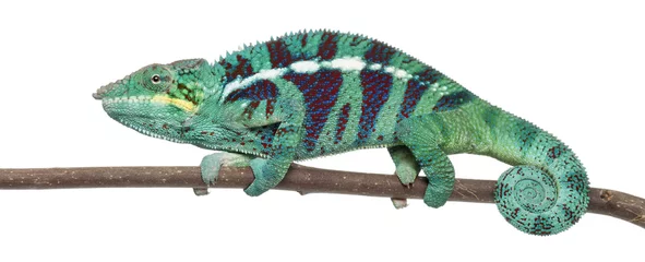 Fotobehang Kameleon Panther Chameleon Nosy Be, Furcifer pardalis