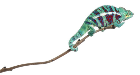 Panther Chameleon Nosy Be, Furcifer pardalis © Eric Isselée