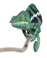 Naklejka premium Panther Chameleon Nosy Be, Furcifer pardalis