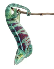 Keuken foto achterwand Kameleon Panterkameleon Nosy Be, Furcifer pardalis