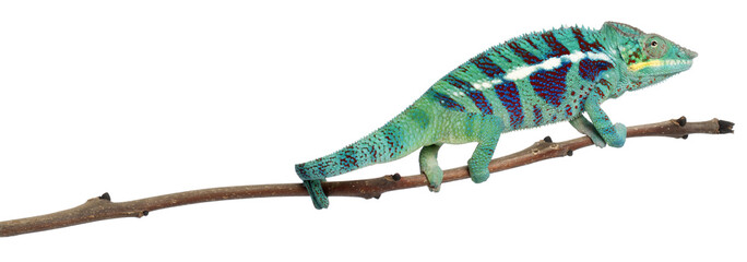 Panther Chameleon Nosy Be, Furcifer pardalis © Eric Isselée