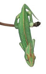 Young veiled chameleon, Chamaeleo calyptratus © Eric Isselée