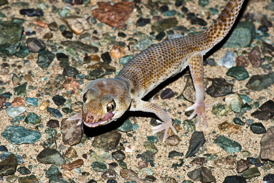 Przewalski's Wonder Gecko