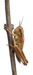 Grasshopper on branch in front of white background