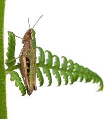 Naklejka premium Woodland Grasshopper, Omocestus rufipes, on fern