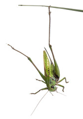 Female wart-biter, a bush-cricket, Decticus verrucivorus