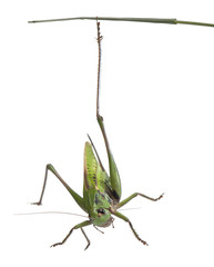 Female wart-biter, a bush-cricket, Decticus verrucivorus