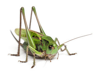 Female wart-biter, a bush-cricket, Decticus verrucivorus